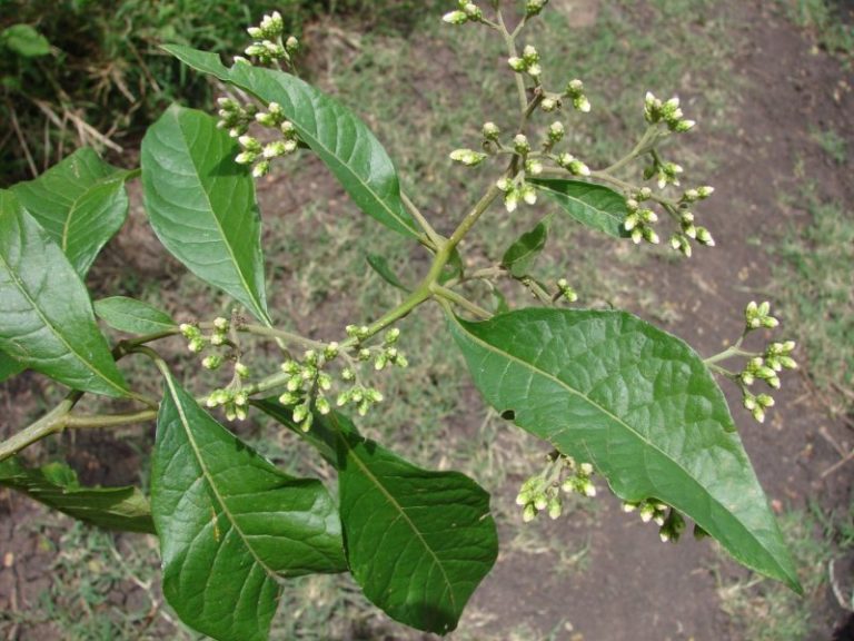 What are the Health Benefits of Bitter Leaf?