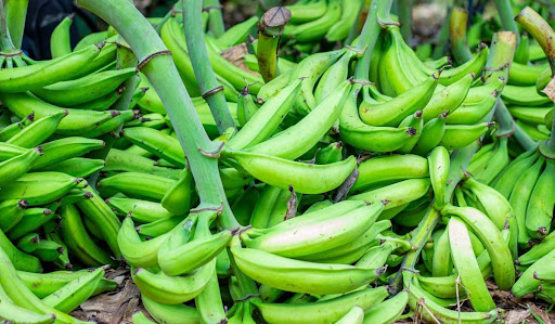 What are the Health Benefits of Unripe Plantain?